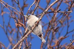 Sitta europaea albifrons