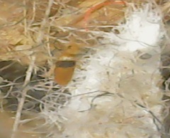 Entomobrya nigrocincta