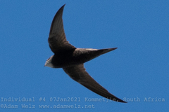 Apus apus pekinensis