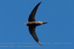 Apus apus pekinensis