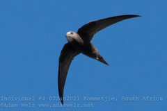 Apus apus pekinensis