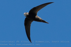 Apus apus pekinensis