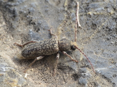Trichoferus griseus
