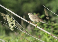 Helopsaltes ochotensis