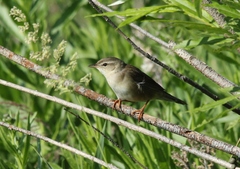 Helopsaltes ochotensis