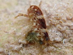 Hyaloidea