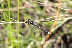 Synthemiopsis gomphomacromioides