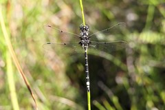 Synthemiopsis gomphomacromioides