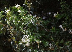 Jasminum angulare