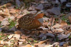 Bambusicola thoracicus