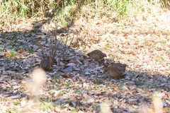 Bambusicola thoracicus