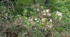 Jasminum angulare