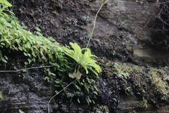 Felicia cymbalarioides