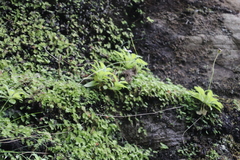 Felicia cymbalarioides