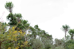 Euphorbia triangularis