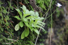 Felicia cymbalarioides