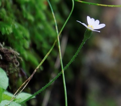 Felicia cymbalarioides