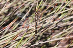 Procordulia jacksoniensis