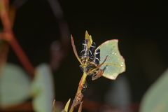 Eurymeloides bicincta
