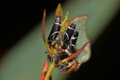 Eurymeloides bicincta