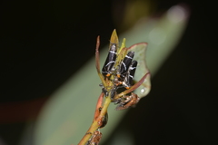Eurymeloides bicincta