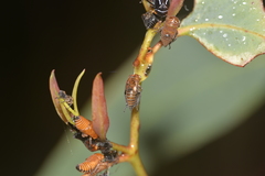 Eurymeloides bicincta