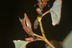Eurymeloides bicincta