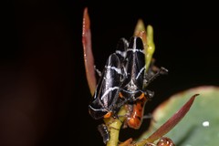 Eurymeloides bicincta