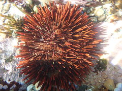 Heliocidaris tuberculata