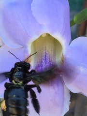 Xylocopa iridipennis