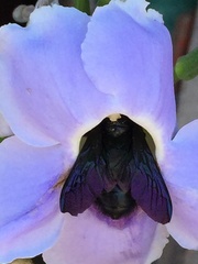 Xylocopa iridipennis