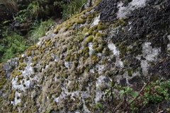 Cladonia subpungens