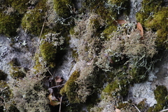 Cladonia subpungens