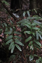 Ripogonum discolor