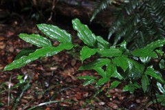 Ripogonum discolor