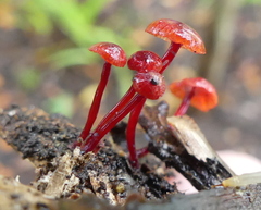 Cruentomycena viscidocruenta