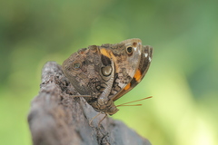 Opsiphanes cassina chiriquensis