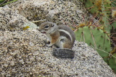 Ammospermophilus interpres