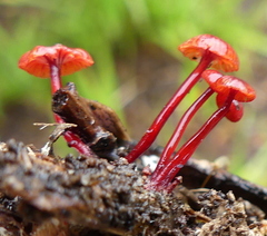 Cruentomycena viscidocruenta