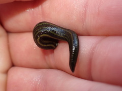 Hirudo michaelseni