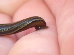 Hirudo michaelseni