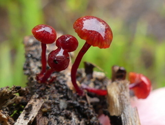 Cruentomycena viscidocruenta