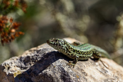 Podarcis pityusensis