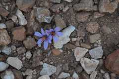 Crocus cartwrightianus