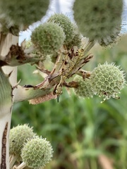 Paramantispa decorata