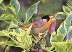 Silver-Eared Mesia photo 3