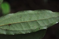 Ripogonum discolor