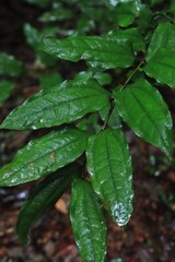 Ripogonum discolor