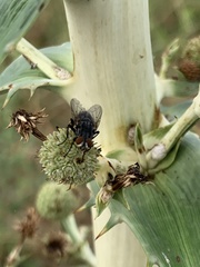 Diptera