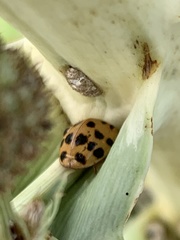 Coccinellidae